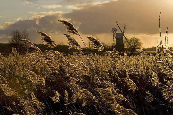 Wall Art - Photograph - Reedbeds At Sunset With Turf Fen Windmill In Background by Ernie Janes / Naturepl.com