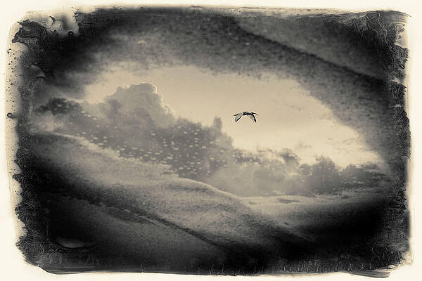 Black And White Wall Art featuring the digital art Reflection Of An American White Ibis In Flight, Seen In Puddle by Ethera