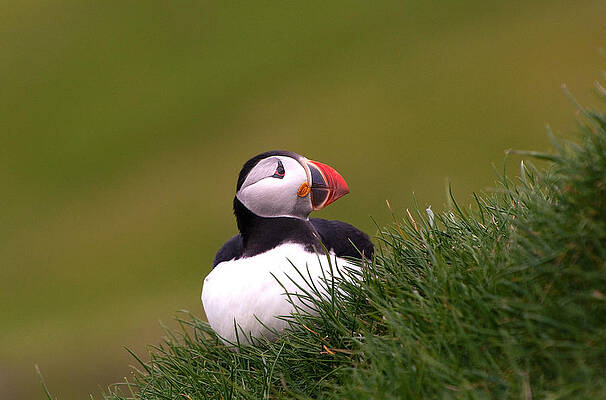 Wall Art - Photograph - Resting In The Grass by Erik Engstrm