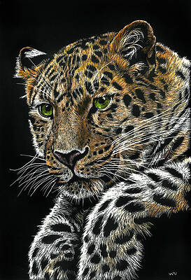 Resting Leopard by William Underwood Resting Leopard by William Underwood
