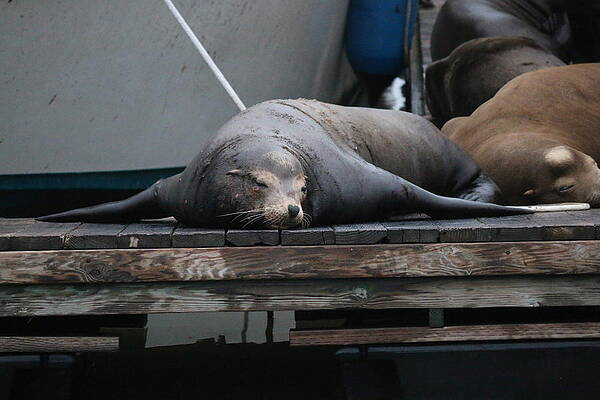 Resting on the Dock - 2 by Christy Pooschke Resting on the Dock - 2 by Christy Pooschke
