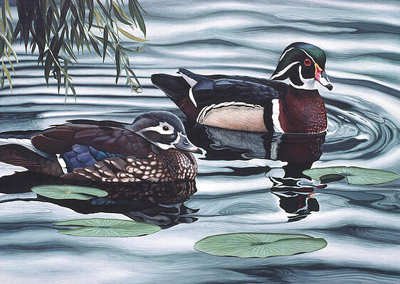 Sitting Duck Paintings Fine Art America