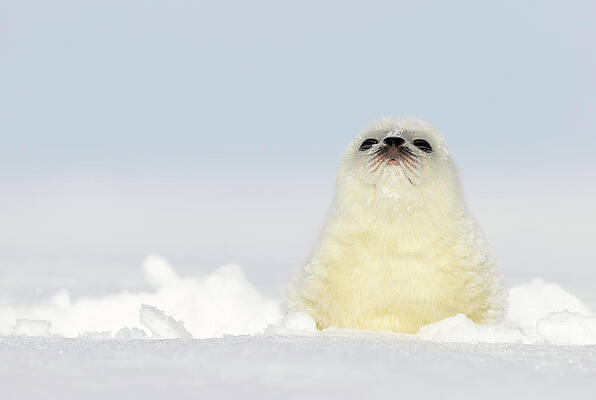 Wall Art - Photograph - Ringed Seal Pup, Resting On Ice, Svalbard, Norway. by Danny Green / Naturepl.com