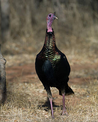 Rio Grande Wild Turkey Wall Art Pixels Rio Grande Wild Turkey Wall Art Pixels