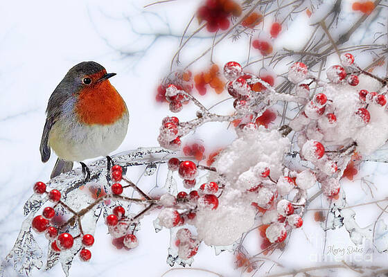 Robin and Berries by Morag Bates Robin and Berries by Morag Bates
