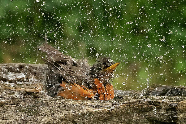 Robin Splashing in Water Bath by Denise Saldana Robin Splashing in Water Bath by Denise Saldana