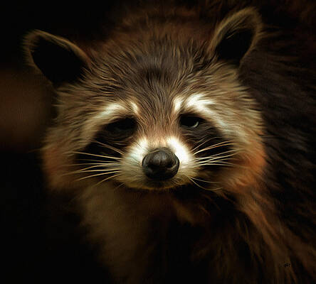 Rocky the Racoon by Linda Koelbel Rocky the Racoon by Linda Koelbel