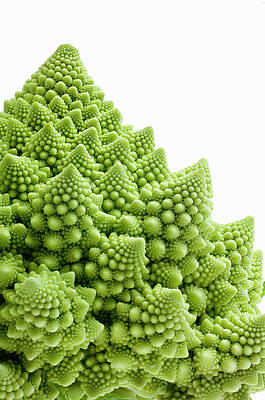 Wall Art - Photograph - Romanesco Broccoli Against White by Richard Clark