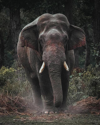 Asian Elephant Photos - Fine Art America