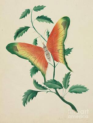 Butterflies And Flowers Drawings Fine Art America Butterflies usually lay their eggs on specific plant leaves, such as the swan plant. butterflies and flowers drawings fine