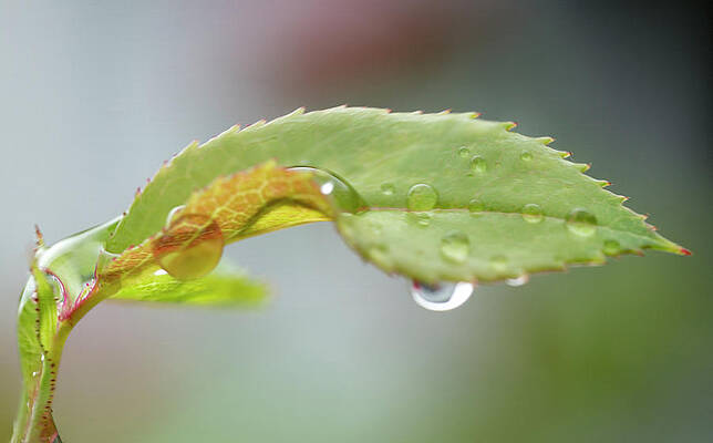 Wall Art - Photograph - Rose Leaf After Rain by Iris Richardson
