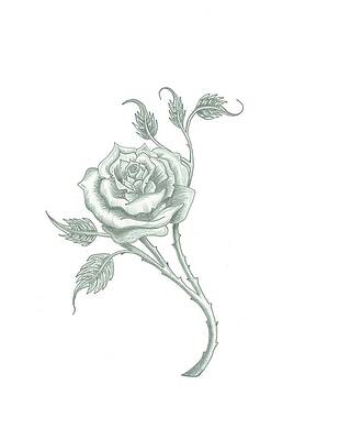 Wall Art - Drawing - Rose by Sam Michael