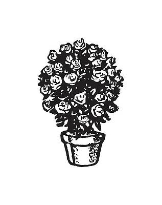 380+ Drawing Of A Rose Bush Tattoo Illustrations, Royalty-Free Vector  Graphics & Clip Art - iStock
