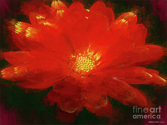 Rouge Gerbera Daisy by Mona Stut Rouge Gerbera Daisy by Mona Stut