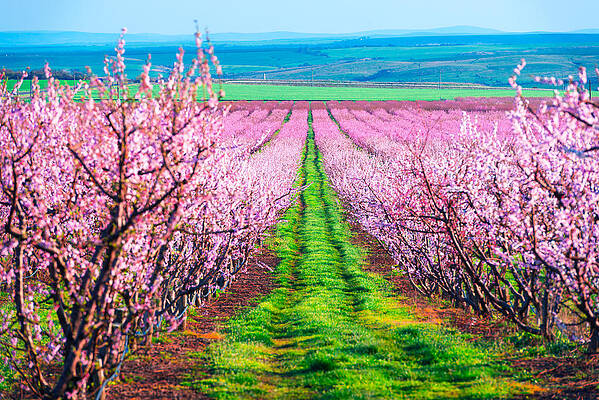 Wall Art - Photograph - Rows Of Blossom Peach Trees In Spring by Ivan Kmit