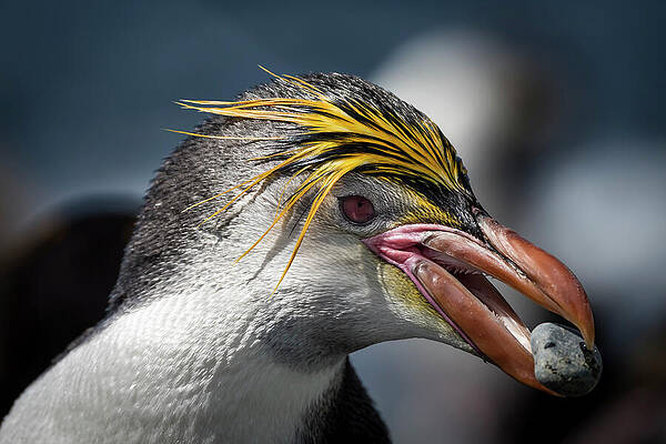 Wall Art - Photograph - Royal Penguin Collects A Pebble For Its Nest On The Beach. by Doug Gimesy / Naturepl.com
