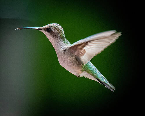 Ruby-Throated Hummingbird by Guy Coniglio Ruby-Throated Hummingbird by Guy Coniglio