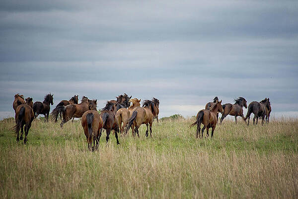 Running Free by Jolynn Reed Running Free by Jolynn Reed