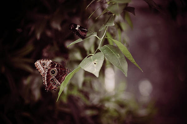 Wall Art - Photograph - Safety by Michelle Wermuth