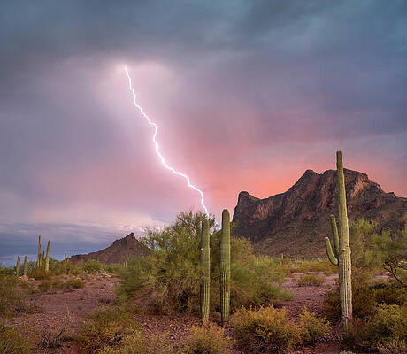 Wall Art - Photograph - Saguaro (carnegiea Gigantea) Cacti With Lightning Over Peak In Desert, Picacho Peak State Park, Arizona by Tim Fitzharris