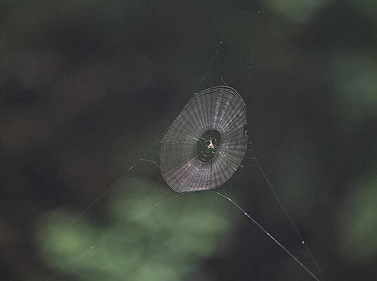 Said the Spider to the Fly.... by Paul Ross Said the Spider to the Fly.... by Paul Ross