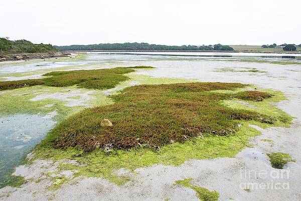 Wall Art - Photograph - Salt Marsh At Low Tide In An Estuary by Science Photo Library