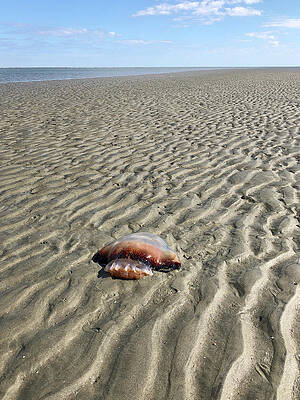 Sand Ripples by Patricia Schaefer Sand Ripples by Patricia Schaefer