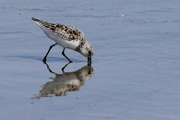 Sandpiper by Dave Guy Sandpiper by Dave Guy