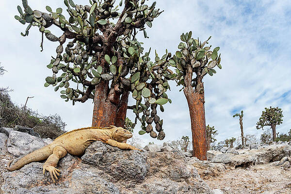 https://render.fineartamerica.com/images/images-profile-flow/400/images/artworkimages/mediumlarge/2/santa-fe-land-iguana-with-giant-prickly-pear-cactus-tui-de-roy-natureplcom.jpg