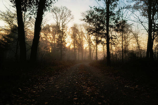 Wall Art - Photograph - Scenic View Of Empty Road Amidst Trees In Forest During Foggy Weather by Cavan Images