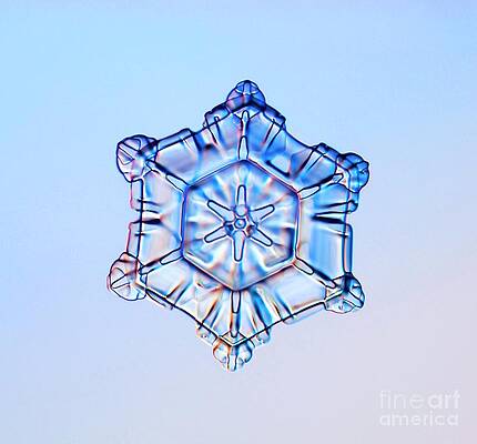 Wall Art - Photograph - Scrolls On Plate Snowflake by Science Photo Library