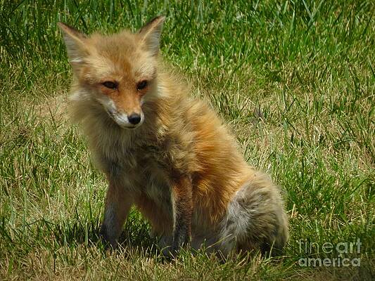 Scruffy Red Fox by Aimee Mouw Scruffy Red Fox by Aimee Mouw