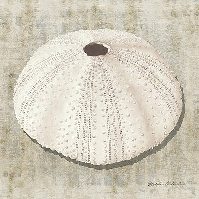 Sea Urchin Shell Paintings Fine Art America Animal zoo sea urchin shell style font letters words word alphabet calligraphy writing baroque capital lower case. sea urchin shell paintings fine art