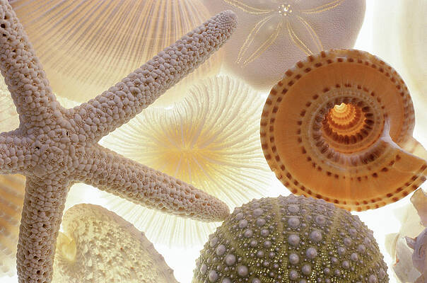 Sea Shell Wall Art For Sale