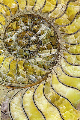 Wall Art - Photograph - Sectioned Fossil Ammonite Where The Shell Material Has Been by Paul D Stewart / Naturepl.com