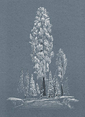 Wall Art - Drawing - Sequoia. Winter. Blue by Masha Batkova
