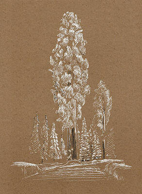 Wall Art - Drawing - Sequoia. Winter. Sketch by Masha Batkova