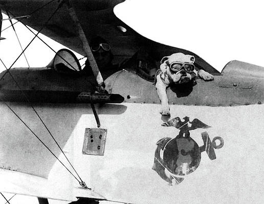 Wall Art - Photograph - Sergeant Jiggs, Usmc Mascot, 1924 by Science Source