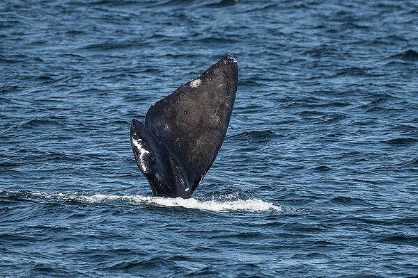 Wall Art - Photograph - Severley Damaged Tail Of North Atlantic Right Whale, The by Nick Hawkins / Naturepl.com