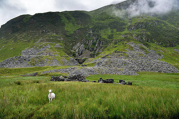 Wall Art - Photograph - Sheep In Grassland, Cwm Eigiau Slate Mine With Abandoned by Graham Eaton / Naturepl.com