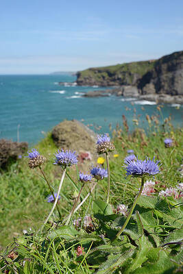 Wall Art - Photograph - Sheep's Bit / Sheep's Bit Scabious Flowering On A Cliff by Nick Upton / Naturepl.com