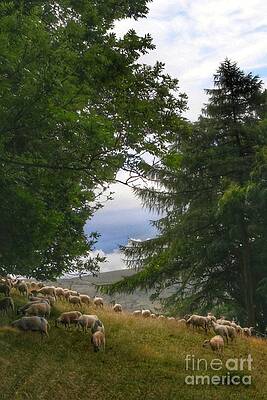 Shelter by Abbie Shores Shelter by Abbie Shores