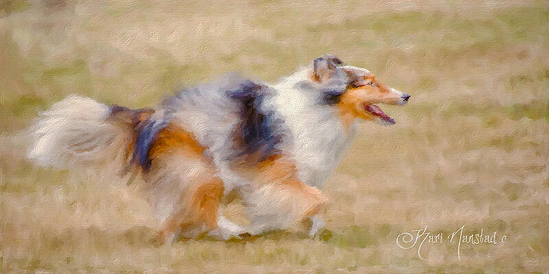 Sheltie by Kari Nanstad Sheltie by Kari Nanstad