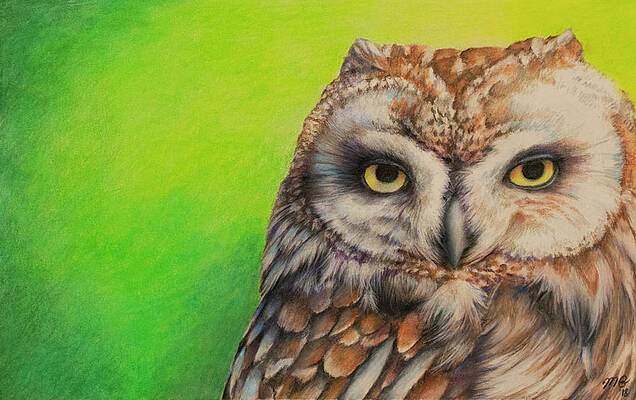 Short Eared Owl by Matthew Phillips