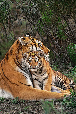 Siberian Tiger Mother and Cub Endangered Species Wildlife Rescue by Dave Welling Siberian Tiger Mother and Cub Endangered Species Wildlife Rescue by Dave Welling