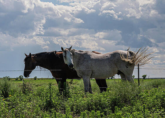 Wall Art - Photograph - Side By Side by Laura Hedien