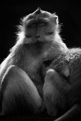 Silence by Felipe Queriquelli Silence by Felipe Queriquelli