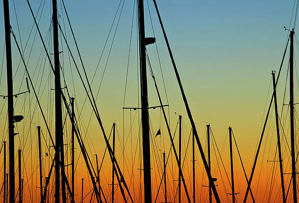 Silhouettes Of Sail Boat Masts And Print by Joseph Shields