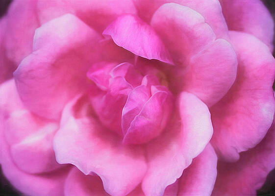 Silky Rose by Cindi Ressler Silky Rose by Cindi Ressler