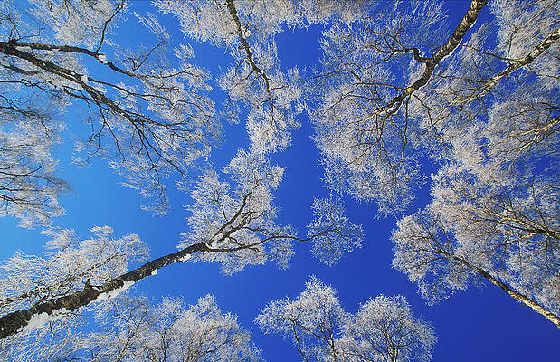Wall Art - Photograph - Silver Birch Trees Coated In Hoar Frost In Winter, View Up by Mark Hamblin / Naturepl.com